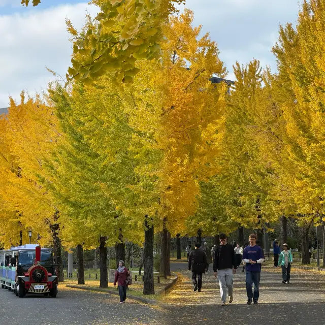 Osaka's Hidden Ginkgo Secret Spot! 99% of Tourists Miss It