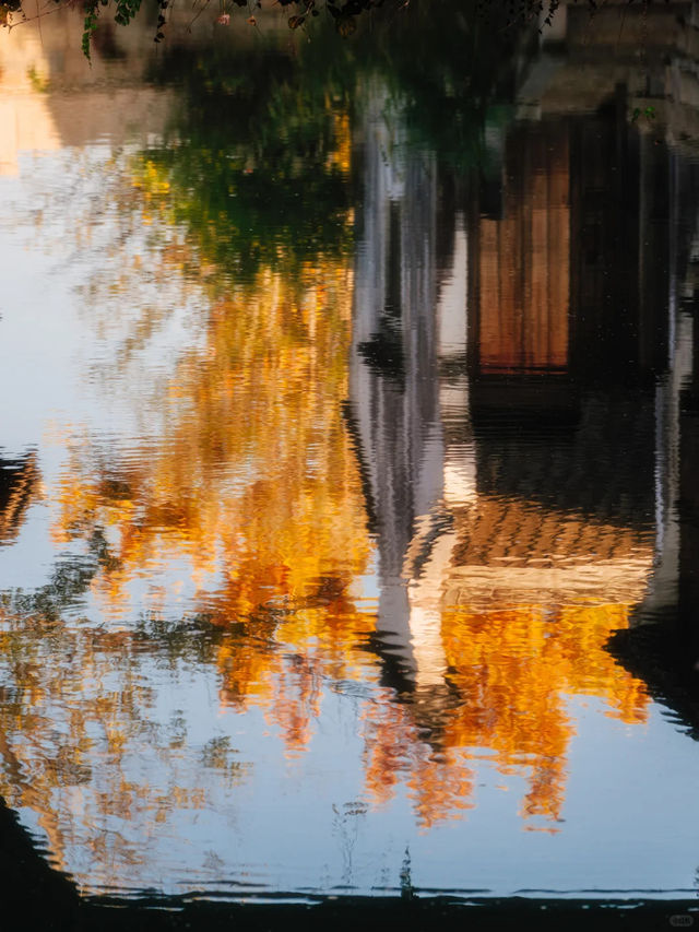 在濮院 | “樹樹皆秋色，波波成畫屏”