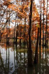 江南「亞馬遜」驚艷初冬！乘竹筏穿越油畫世界