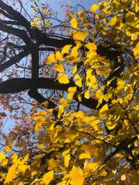 魔都賞秋必去園林