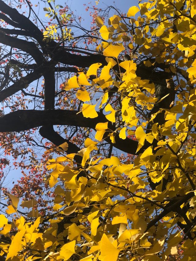 魔都賞秋必去園林