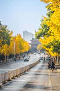 武漢秋景實拍!從未見過如此盛大的秋天