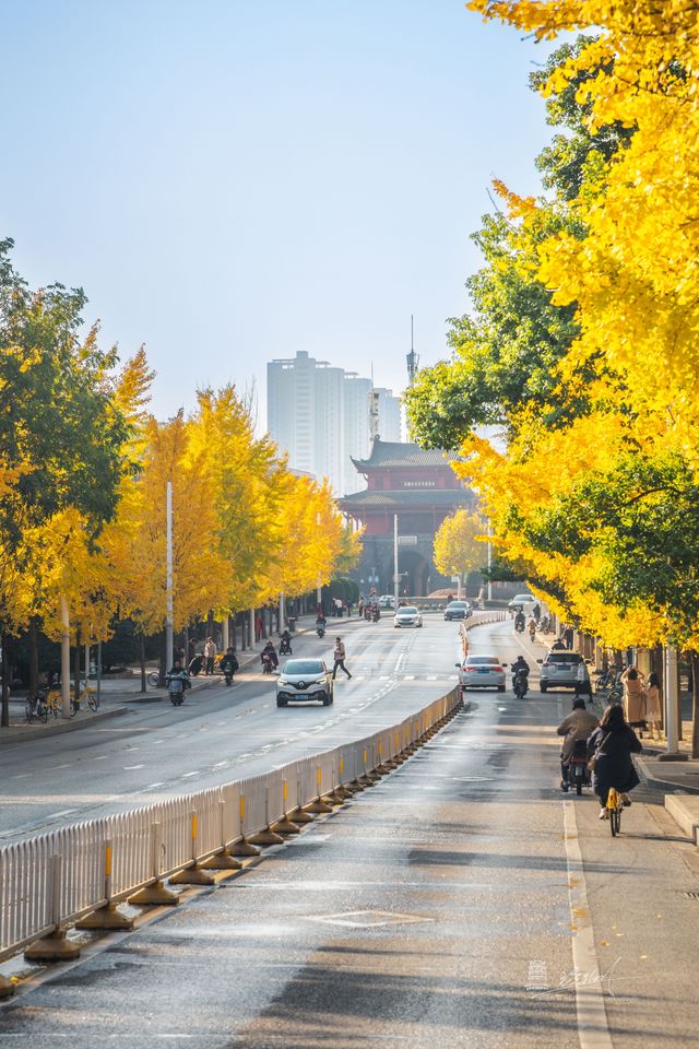 武漢秋景實拍!從未見過如此盛大的秋天 武漢秋景實拍!從未見過如此盛大的秋天