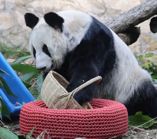 베이징 동물원 야야가 미식 탐정으로 변신