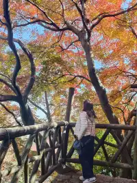 留住秋天的一百種方式之莫干山的楓葉