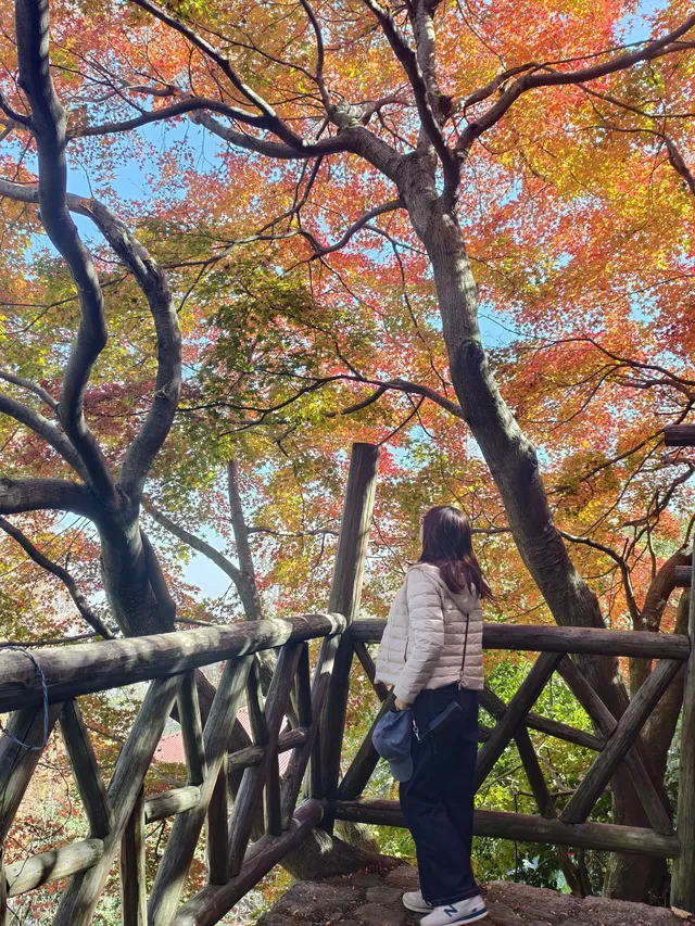 留住秋天的一百種方式之莫干山的楓葉