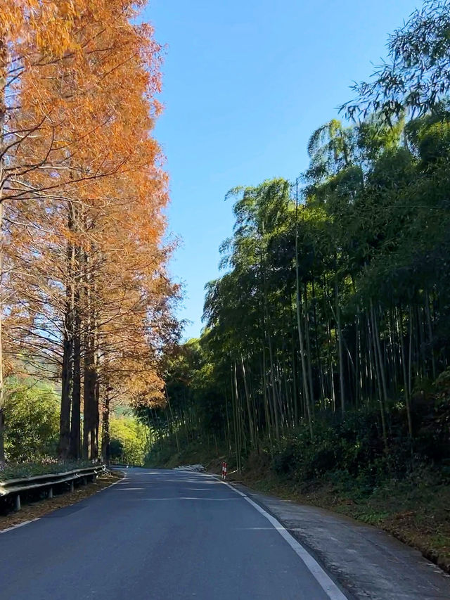 古寺，千年銀杏