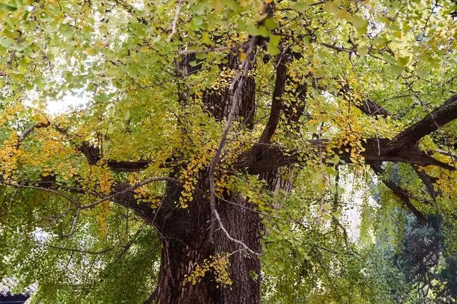 這裡是少林寺，金庸筆下的江湖起點