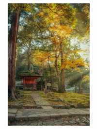 奈良小眾秘境東大寺的鎮守社・手向山八幡宮的紅葉絕景