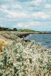 墨爾本海邊跑步,發現了現實版的瘋狂動物城