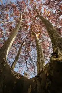人你好,我是靈谷寺的咪,來看看我和秋天嗎