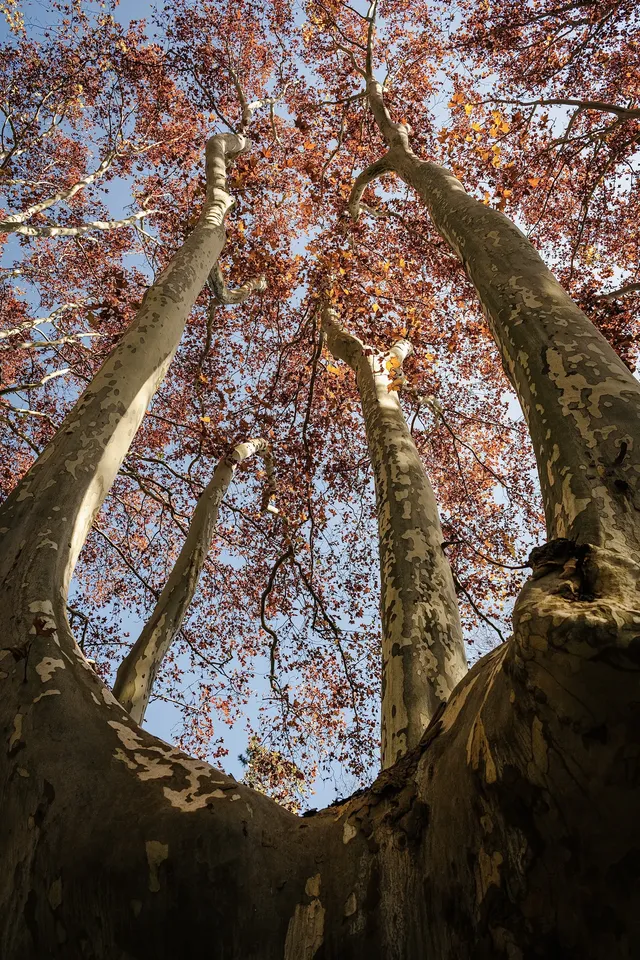 人你好,我是靈谷寺的咪,來看看我和秋天嗎 人你好,我是靈谷寺的咪,來看看我和秋天嗎