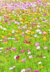 深圳全新花海五彩格桑花🩷免費拍照