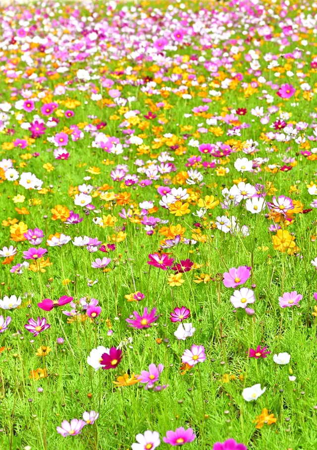 深圳全新花海五彩格桑花🩷免費拍照