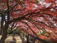 莫干山紅葉美到極致