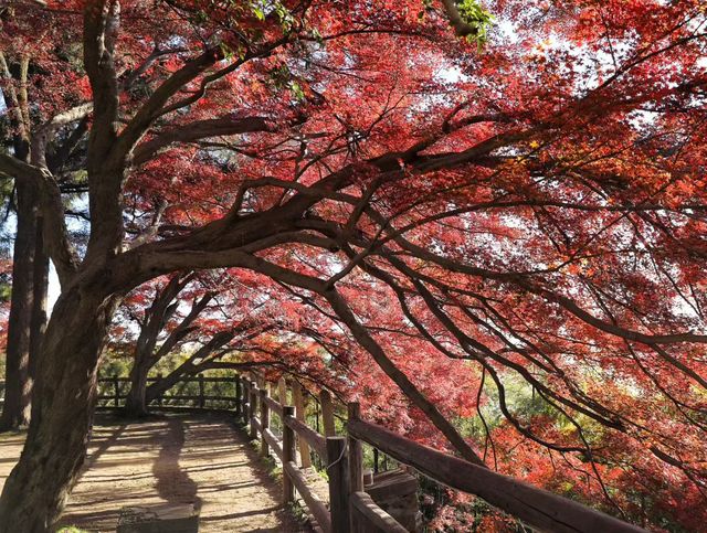 莫干山紅葉美到極致