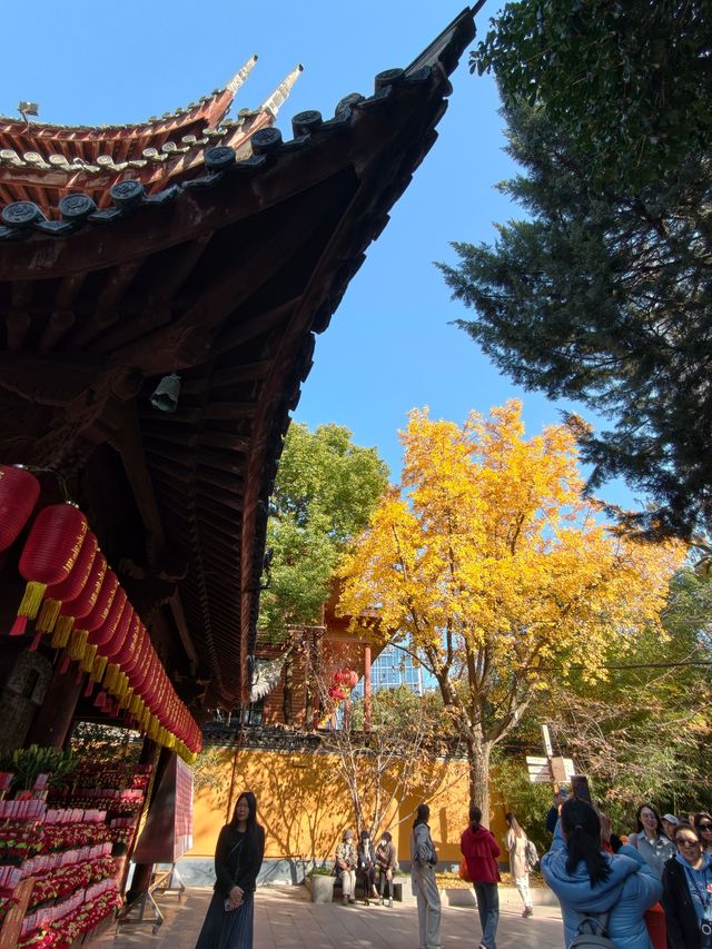 魔都初冬限定龍華寺銀杏太絕了! 魔都初冬限定龍華寺銀杏太絕了!