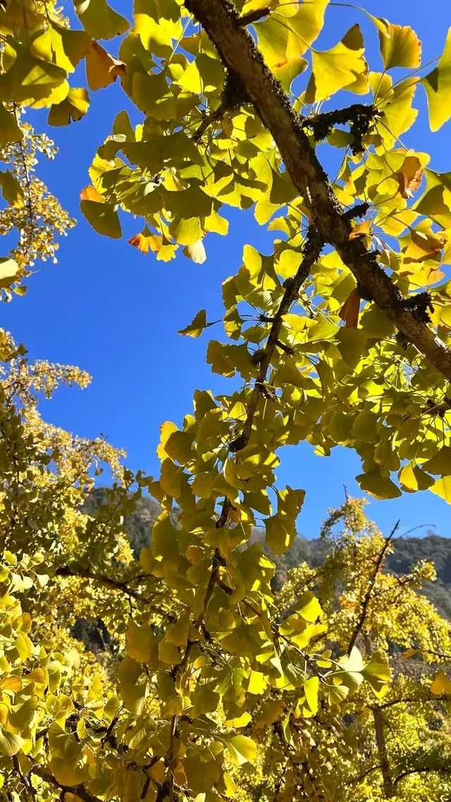 南雄帽子峰不看後悔,11.30無濾鏡!別跑空 南雄帽子峰不看後悔,11.30無濾鏡!別跑空