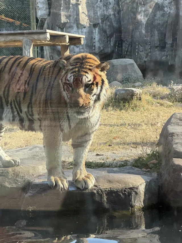 上海野生動物園衝了