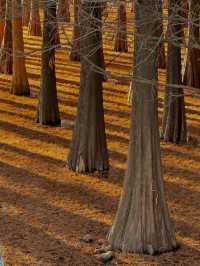 昆明絕美銀杏打卡地