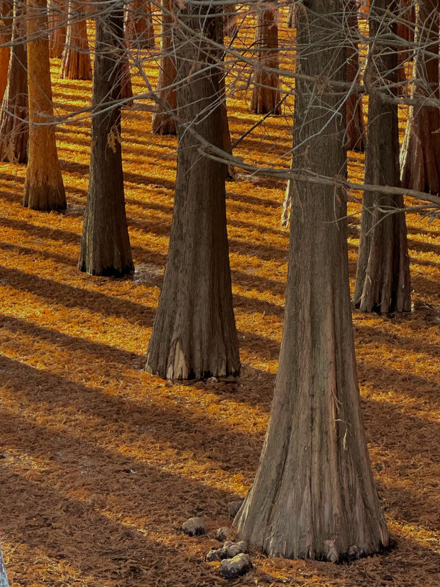 昆明絕美銀杏打卡地