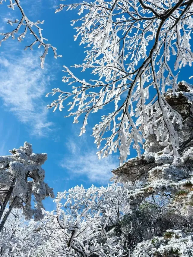 12月中莽山現狀,冷到哭,崩潰到想逃... 12月中莽山現狀,冷到哭,崩潰到想逃...
