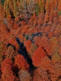 承包紅杉林、古村與銀杏,這條路線美得省心又清澈