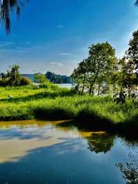 打卡肇慶丹頂鶴生態園