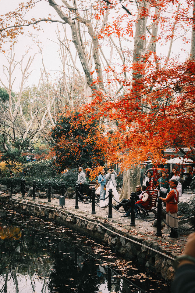 魯迅公園的秋日啟示:「生命暫停鍵」 金黃的銀杏葉像撒了一地碎金,紅楓則像一團團燃燒的火焰, 陽光 魯迅公園的秋日啟示:「生命暫停鍵」 金黃的銀杏葉像撒了一地碎金,紅楓則像一團團燃燒的火焰, 陽光