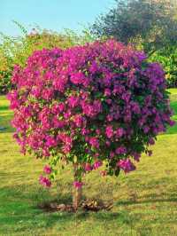 廈門市花島|三角梅花海盛放,住進錦江之星品尚開啟浪漫之旅