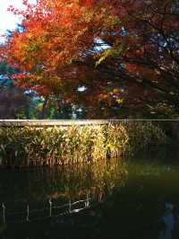 魔都冬日限定延中廣場公園的秘密花園超好拍!