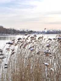 冬日限定雪景蘆葦打卡地