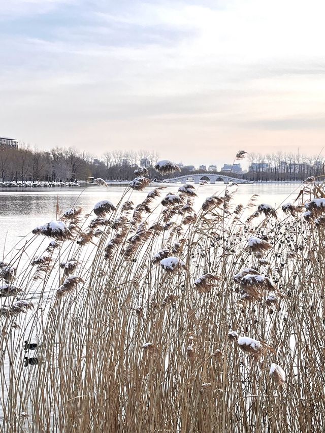 冬日限定雪景蘆葦打卡地
