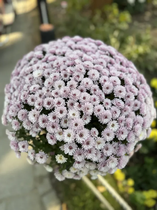 這風景好美,真的好想讓所有人🫘看到 這風景好美,真的好想讓所有人🫘看到