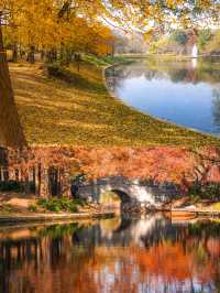 上海賞秋天花板!共青森林公園保姆級機位+路線圖,錯過等一年!