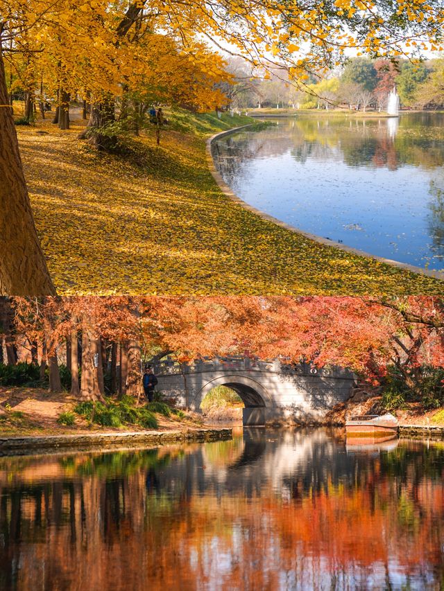 上海賞秋天花板!共青森林公園保姆級機位+路線圖,錯過等一年! 上海賞秋天花板!共青森林公園保姆級機位+路線圖,錯過等一年!