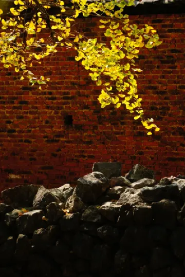 은퇴 여행-계림 해양향이 올해 은행나무와의 약속을 완성하다