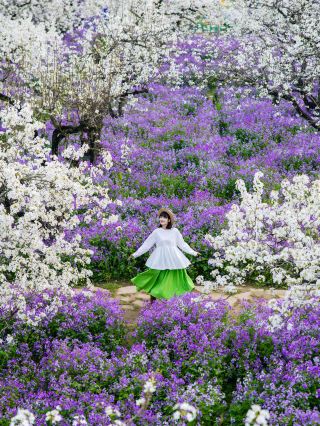 2 hours from Shandong, I discovered a hundred-acre sea of pear and orchid flowers!