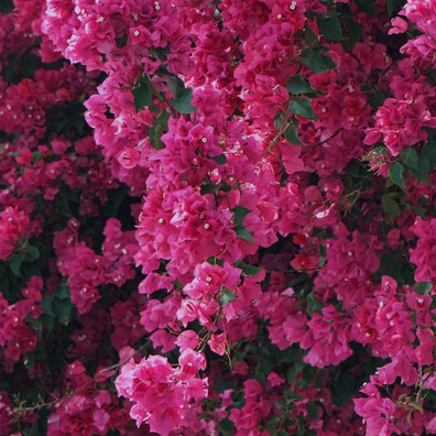 Huaying Road Landscape Park｜Amid Bougainvillea Clusters, Discover