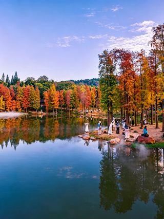 青秀山油畫般水杉林