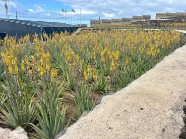 Wonderful Aloe Vera Farm Visit | Trip.com Guimar