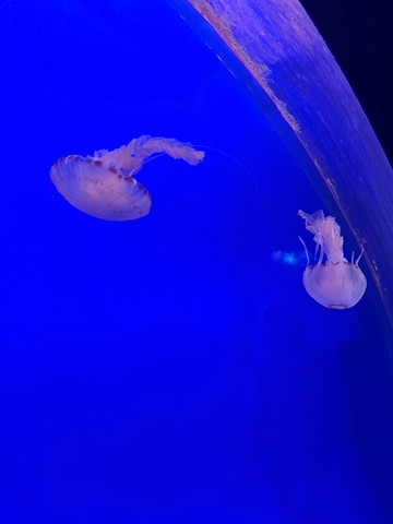 上海海洋水族館｜深い青のクラゲの夢の世界へ | Trip.com 上海