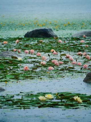 雨の東太湖、アサザと睡蓮が並んで咲き誇る