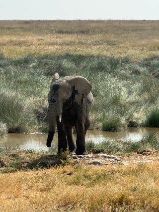 An Unforgettable Safari Experience with Gosheni