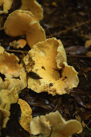 Tengchong July–Nov Family-Friendly Immersive Mushroom Picking Refreshing Day Tour