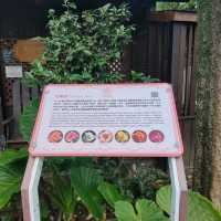 彷彿身在國外-台北玫瑰園