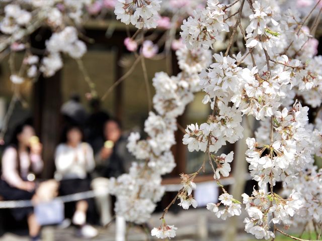 【京都市】桜咲き誇る春の名所🌱