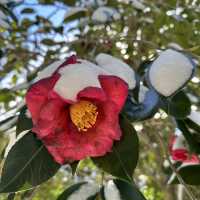 🌺🌺Camellia Hill🌺🌺