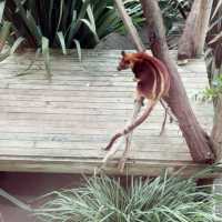 澳洲｜維多利亞州｜Ballarat 野生動物園