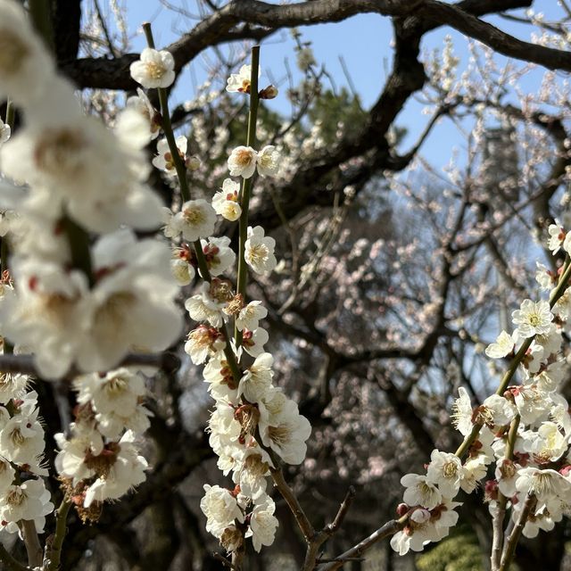 日本特別史蹟 - 名古屋城看傳統城堡！